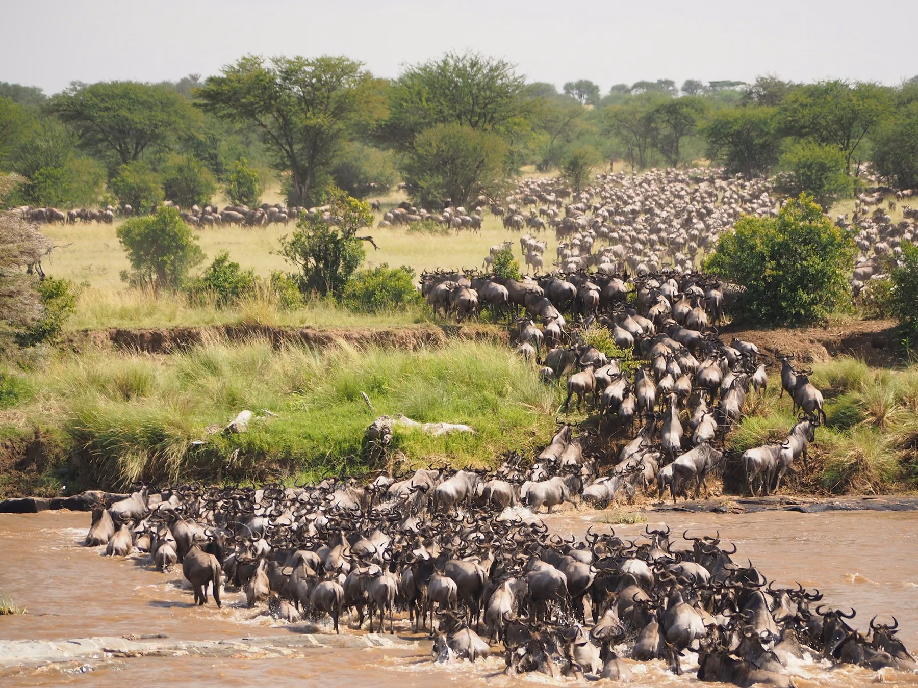 Wildebeest crossing a muddy river during the Great Migration